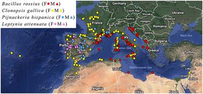 Bergmann's and Allen's Rules in Native European and Mediterranean Phasmatodea